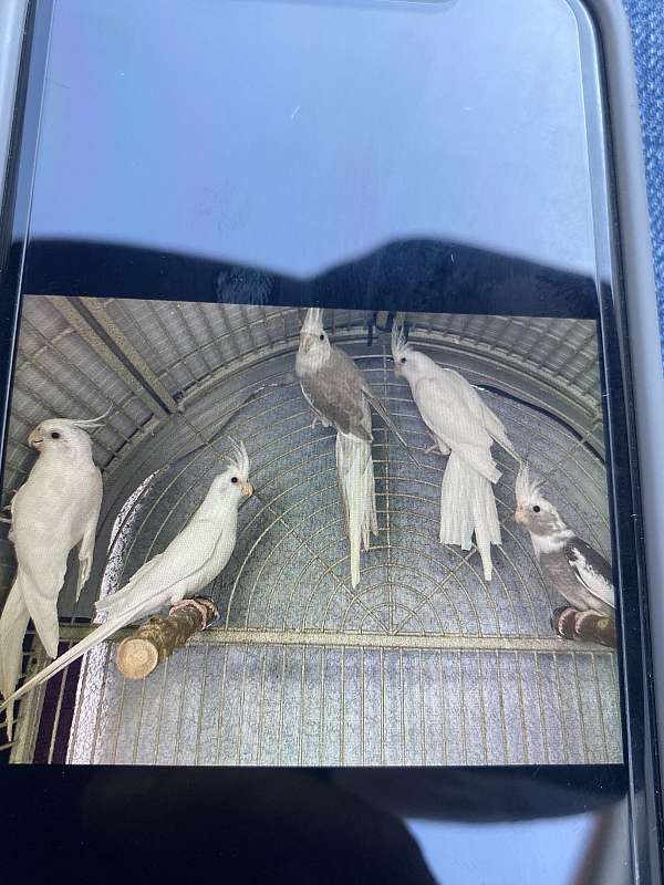 cockatiel-for-sale-in-stockton-ca