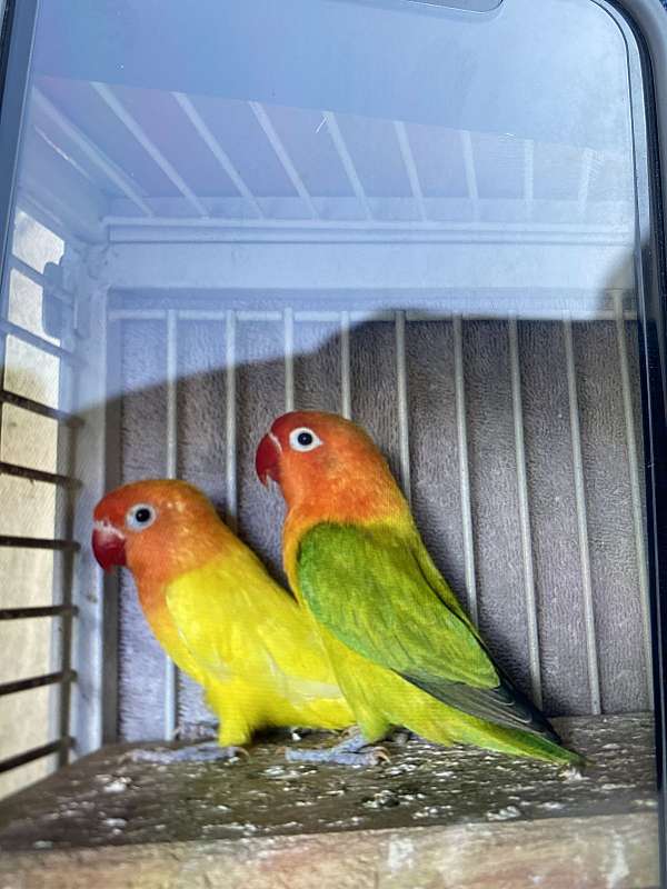 bird-for-sale-in-stockton-ca
