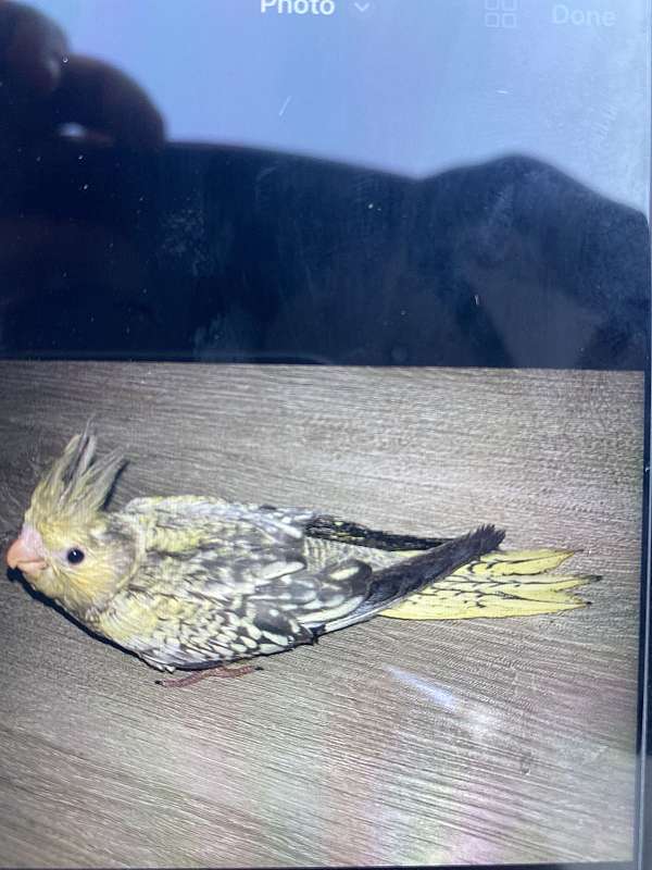 young-bird