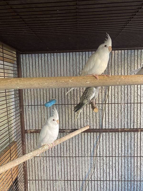 young-cockatiel-for-sale