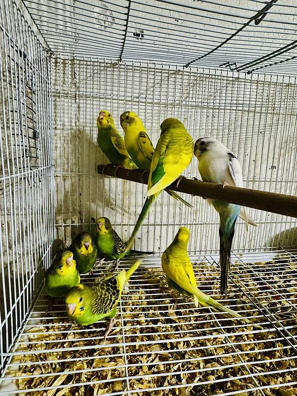 budgerigar-parakeet-for-sale