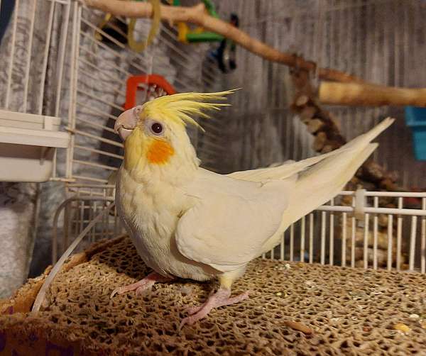 lutino-white-playful-bird-for-sale