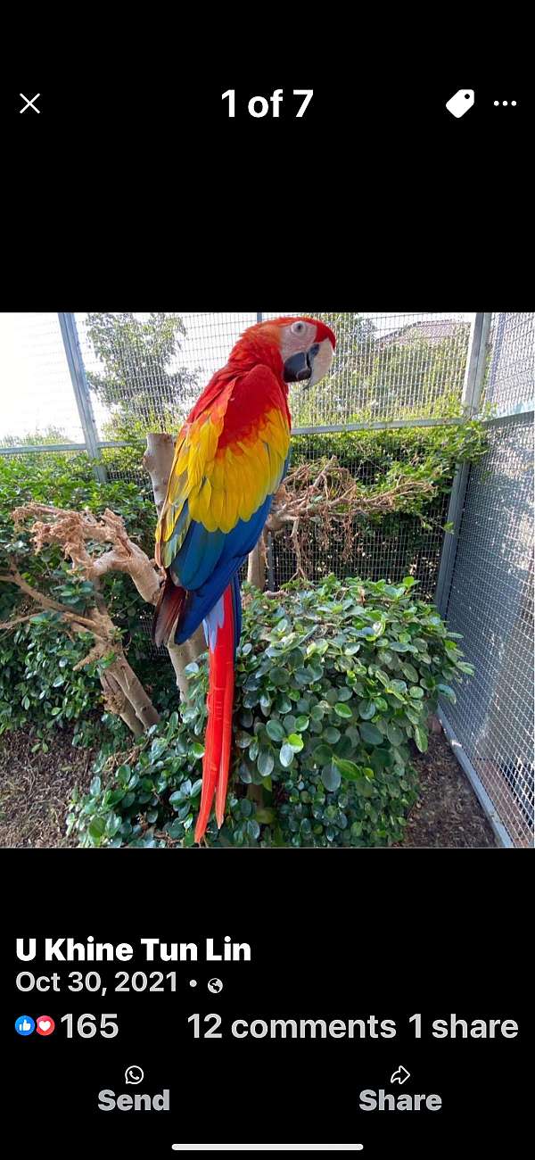 scarlet-yellow-bird-for-sale-in-lawrenceville-ga
