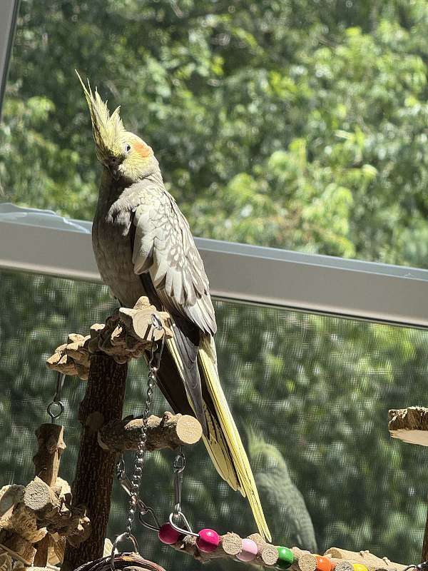 pearl-pied-bird-for-sale-in-bel-air-md