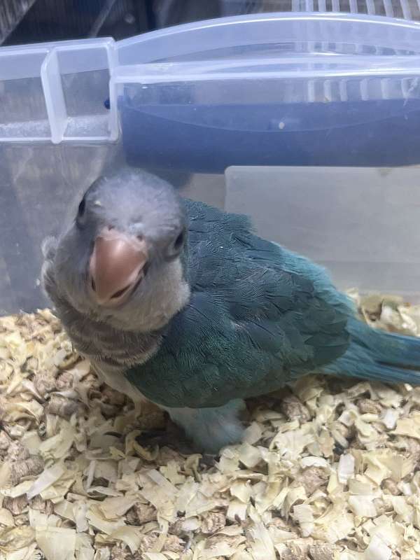 albino-bird-for-sale-in-toney-al