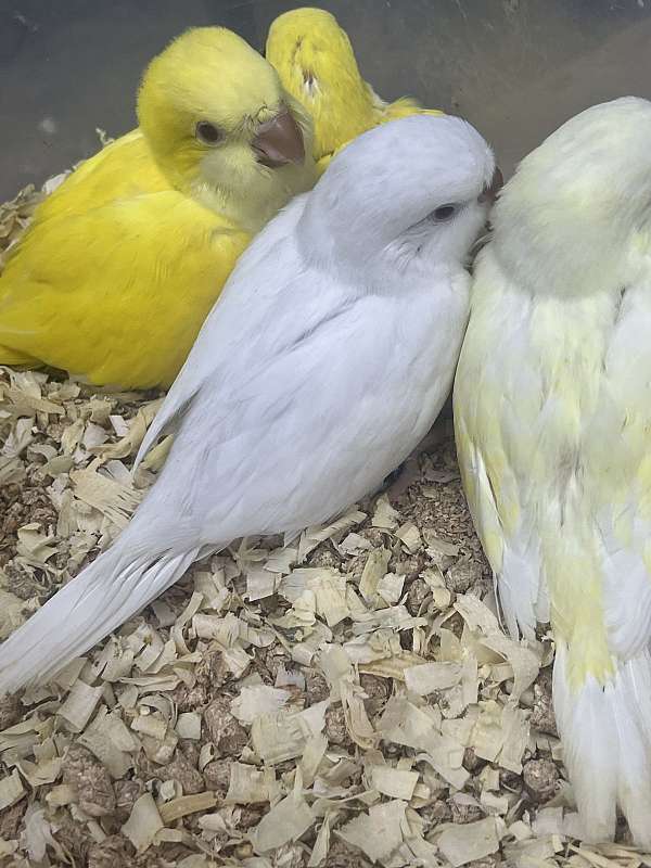 blue-bird-for-sale-in-toney-al