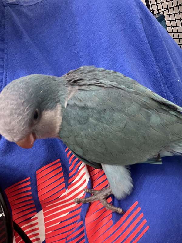 quaker-parrots-for-sale