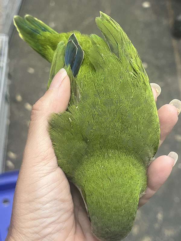 quaker-parrots-for-sale-in-toney-al