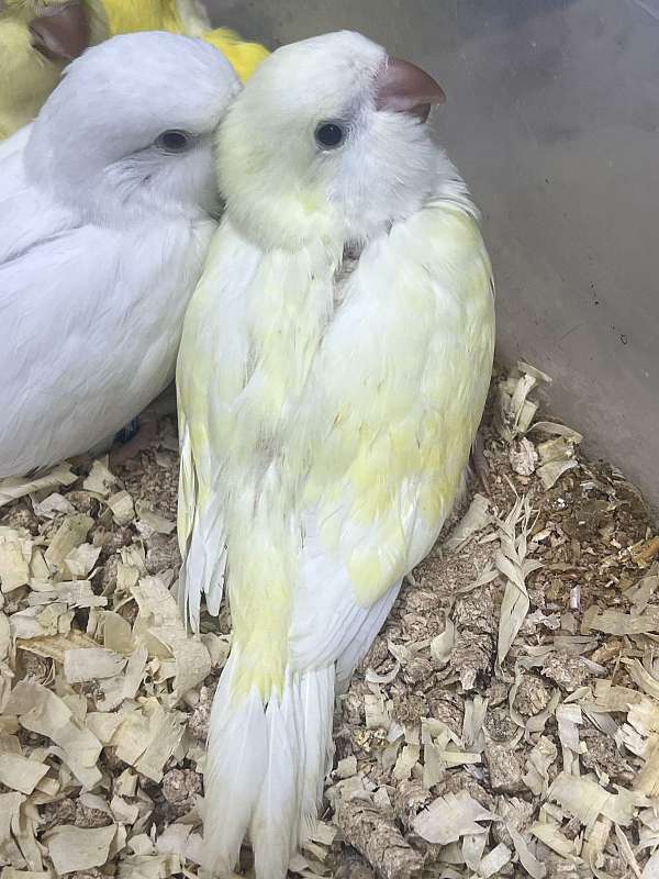 bird-for-sale-in-toney-al