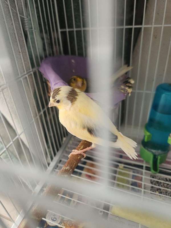canary-for-sale