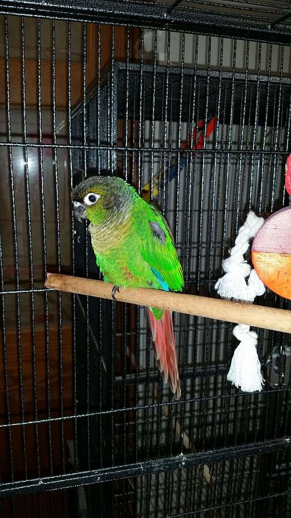 conure-green-cheek-conure-for-sale-in-somerset-ky