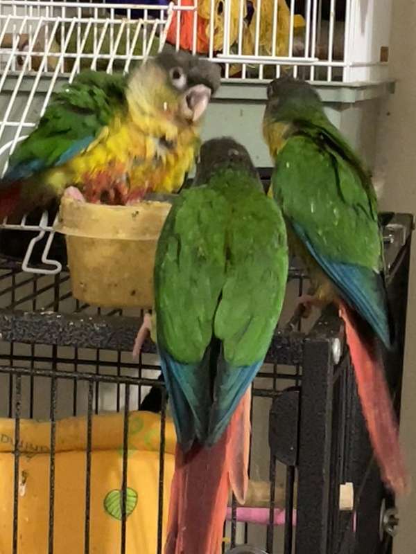 green-yellow-bird-for-sale-in-charlotte-nc