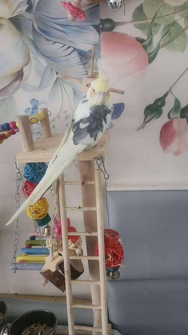 cockatiel-for-sale-in-clementon-nj