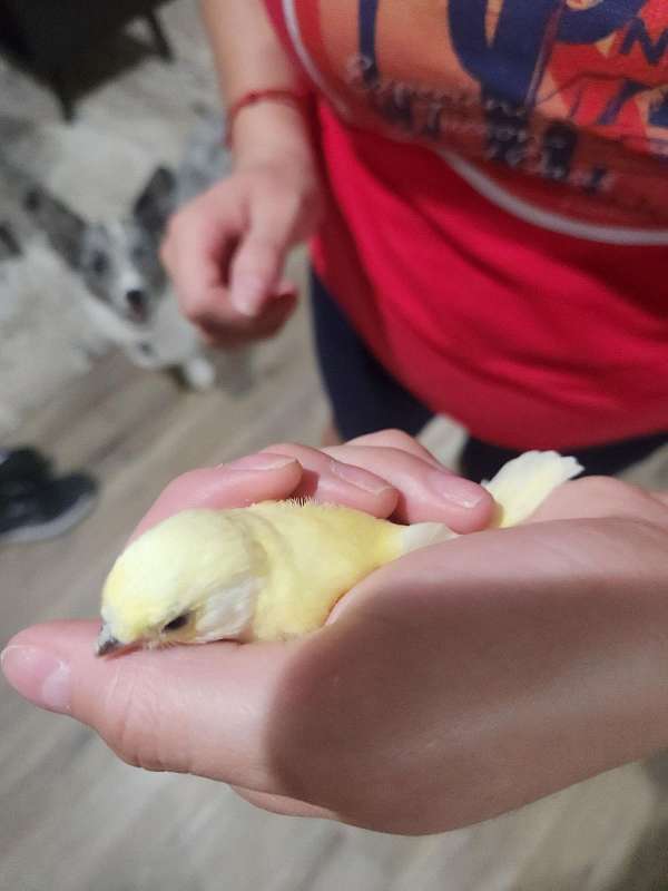 canary-for-sale
