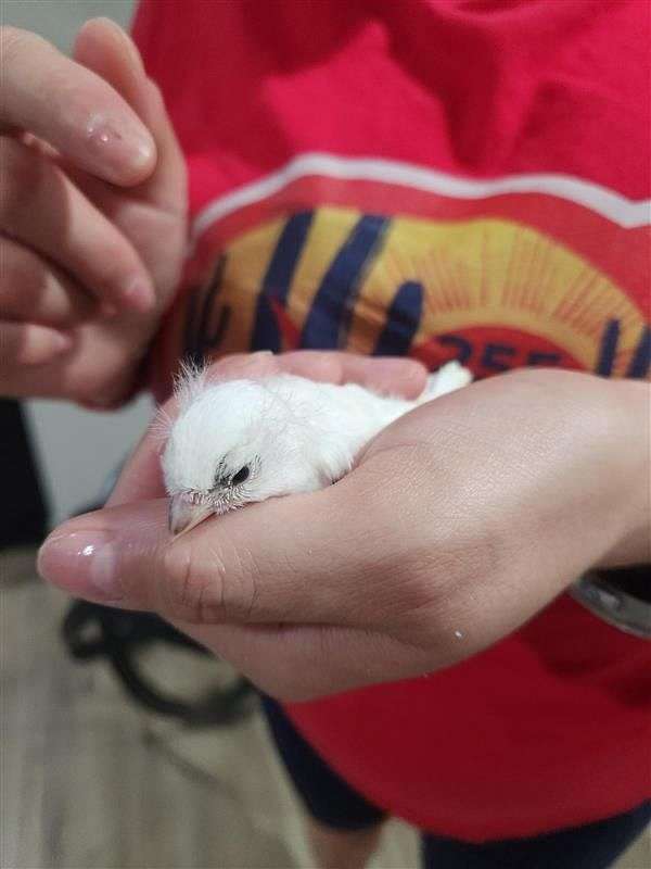canary-for-sale