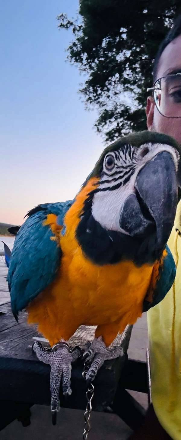 blue-gold-macaw-for-sale