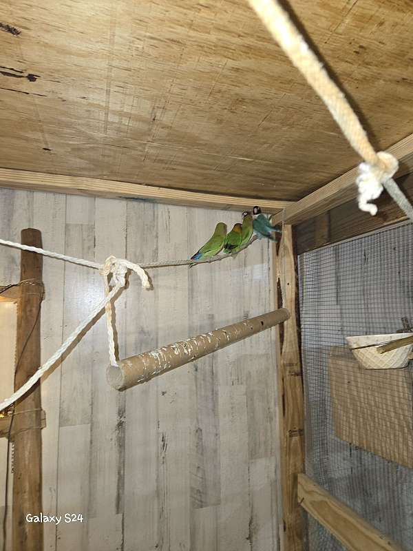 lovebird-for-sale-in-winnie-tx
