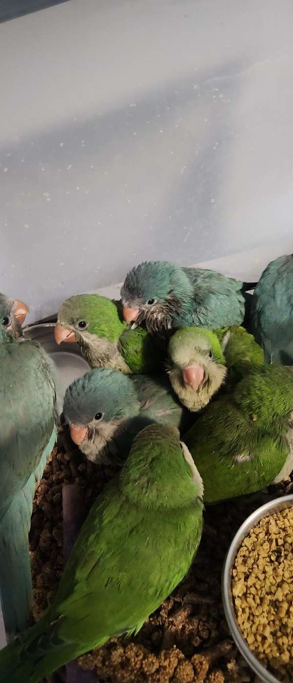 quaker-parrots-for-sale