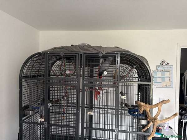 african-grey-parrot-for-sale