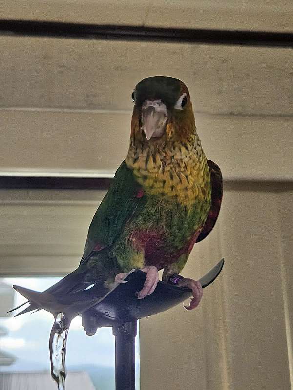 conure-for-sale