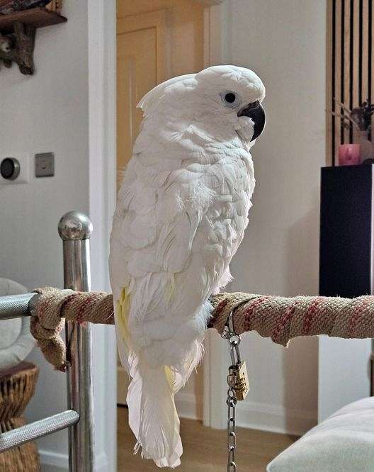 cockatoo-for-sale-in-beaumont-tx