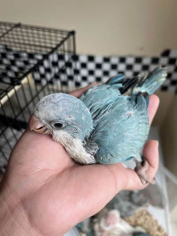 quaker-parrots-for-sale