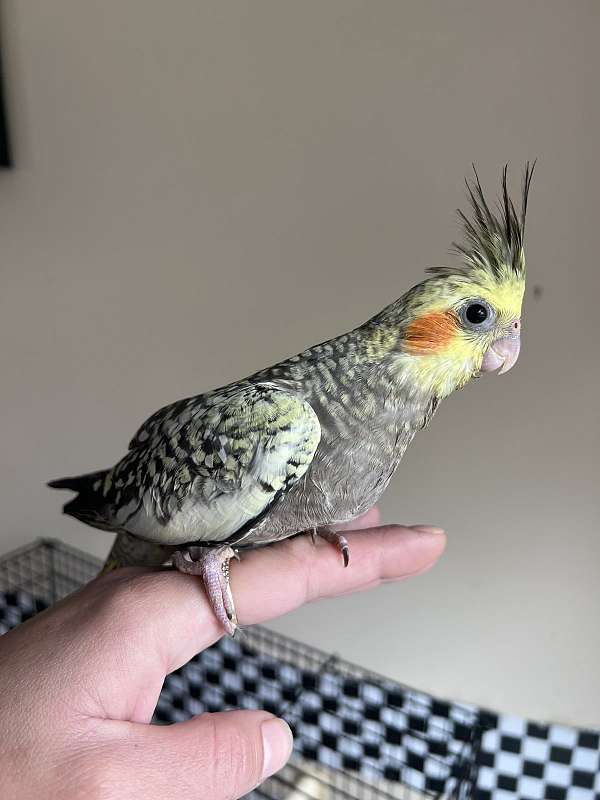 cockatiel-for-sale