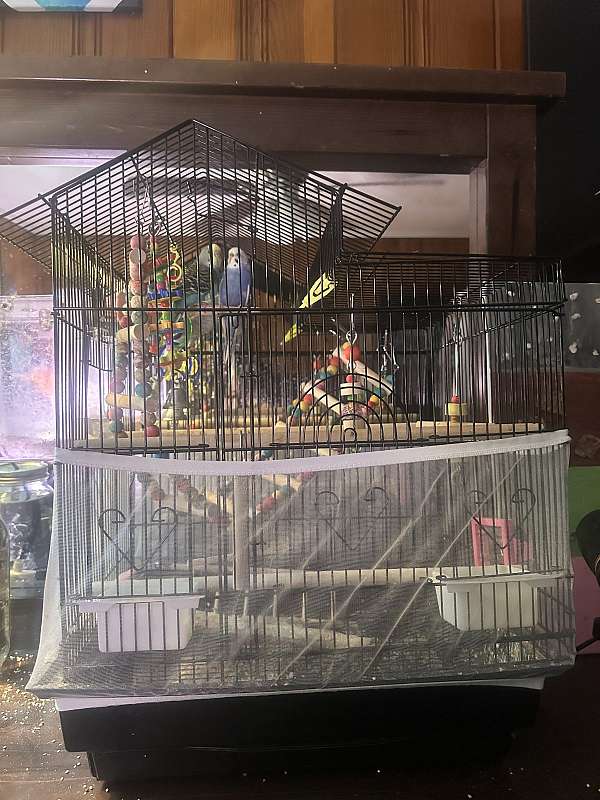 parakeet-for-sale-in-rome-ga