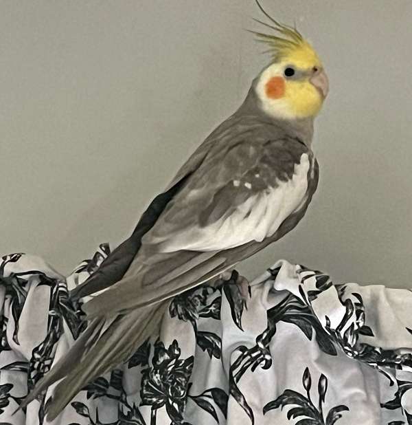 cockatiel-for-sale-in-logan-oh