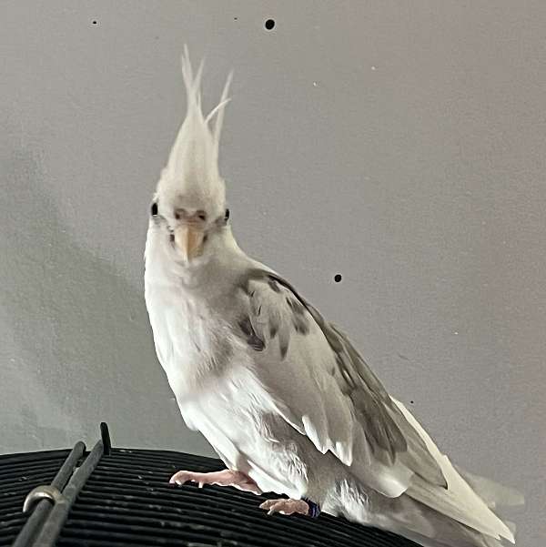 young-bird-for-sale-in-logan-oh