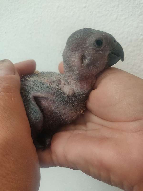 african-grey-parrot-for-sale-in-lemon-grove-ca