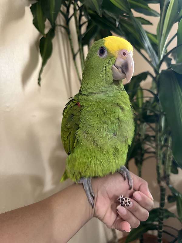 talking-bird-for-sale-in-new-britain-ct