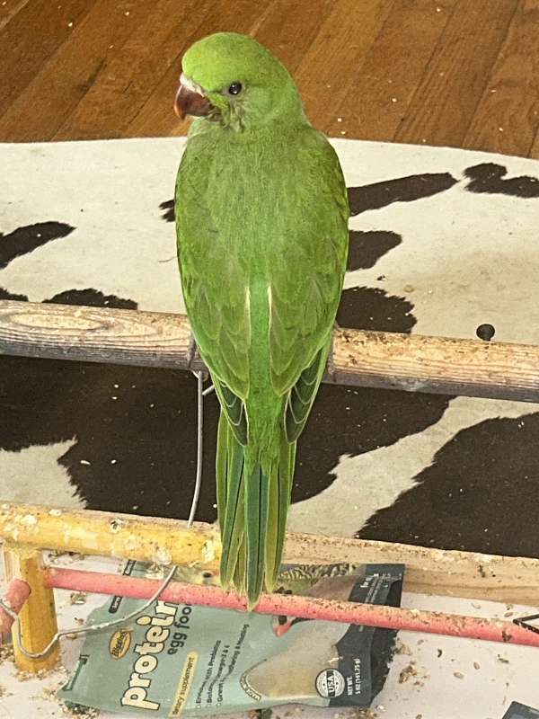 ringneck-parakeet-for-sale