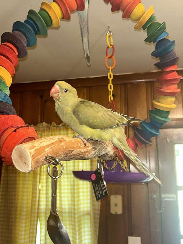 ringneck-parakeet-for-sale