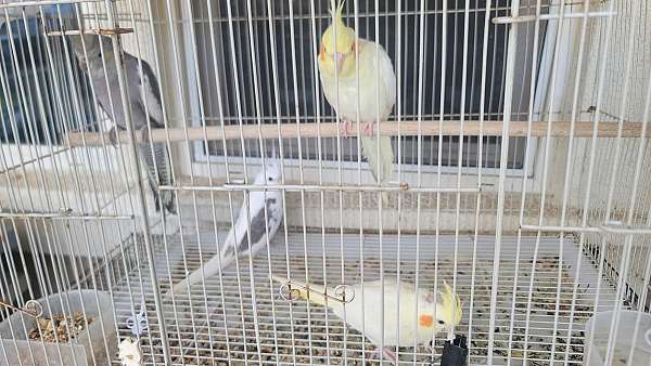 black-bird-for-sale-in-riverside-ca