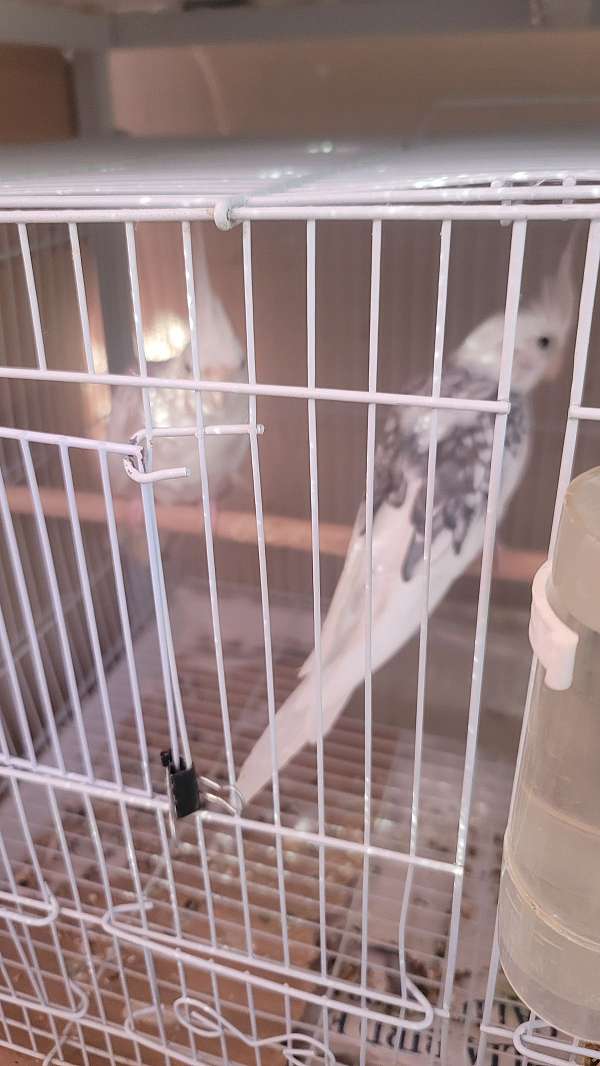 cockatiel-for-sale