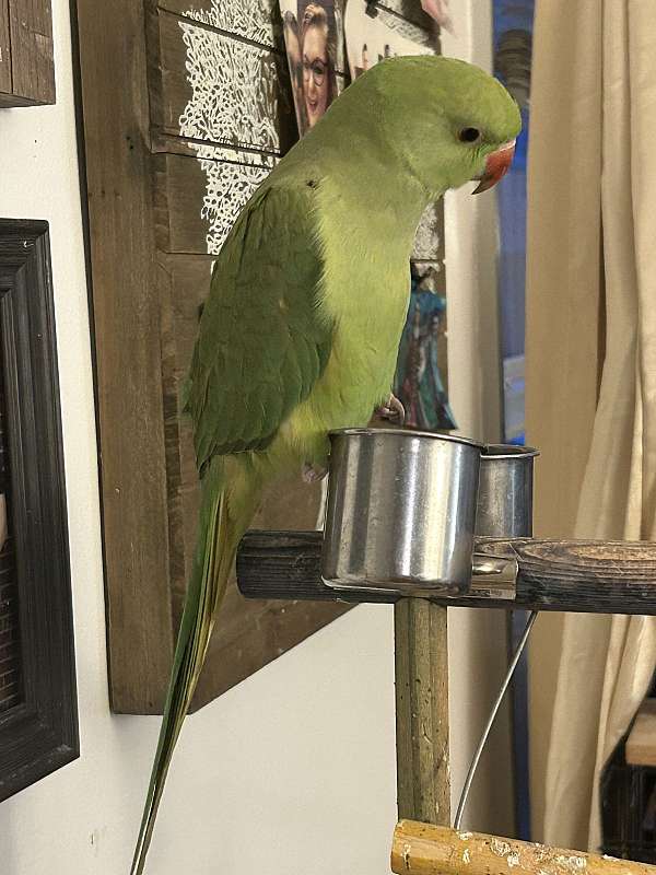 ringneck-parakeet-for-sale