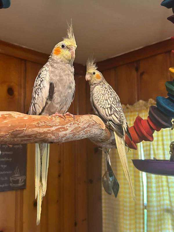 cockatiel-for-sale