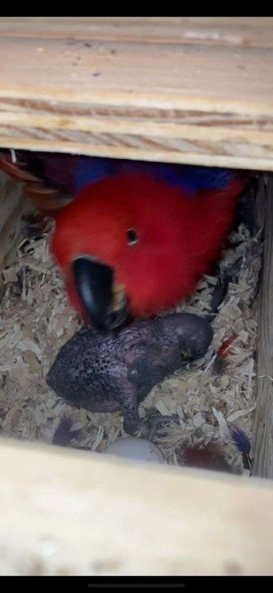 red-sided-eclectus-parrots-for-sale-in-summerville-sc