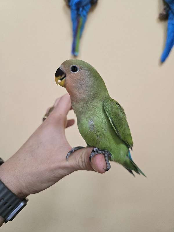 lovebird-for-sale