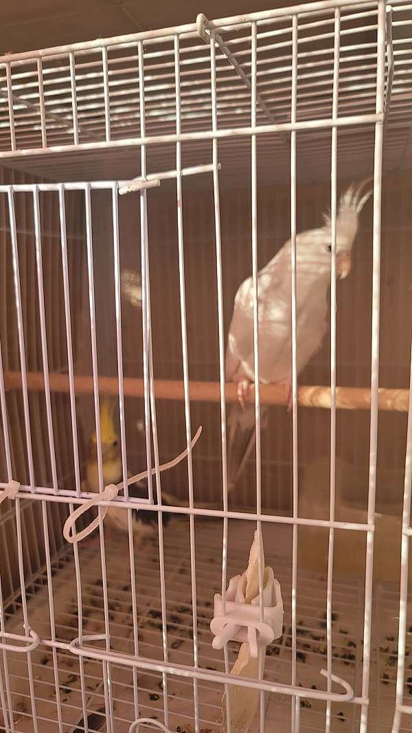 cockatiel-for-sale