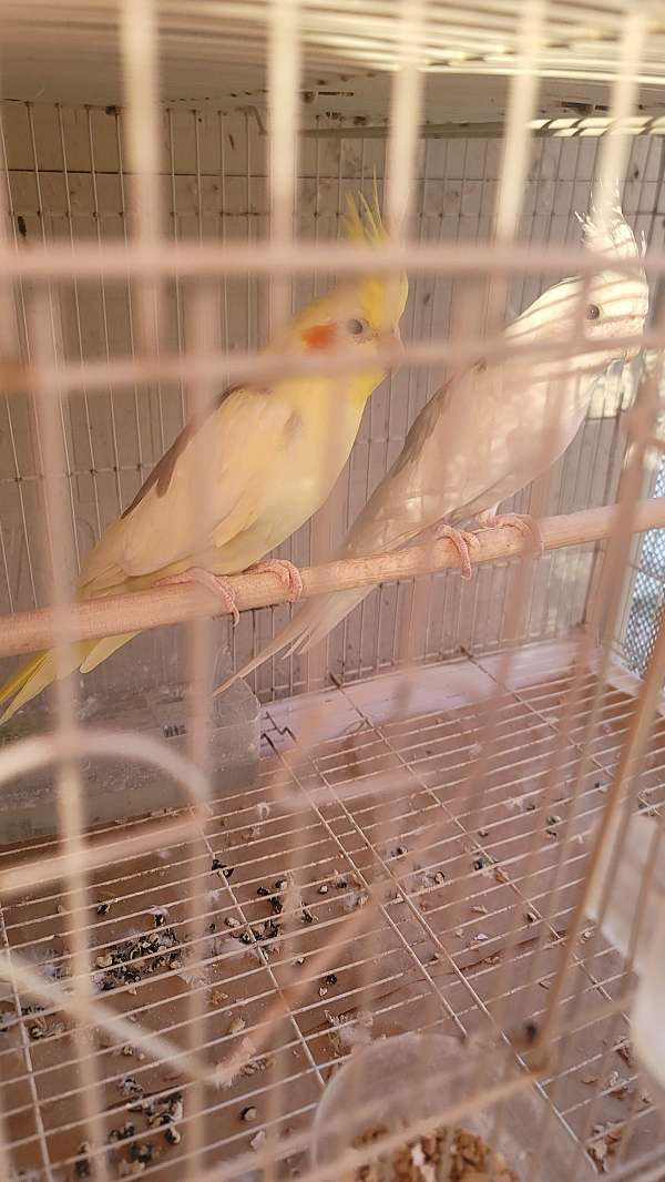 cockatiel-for-sale