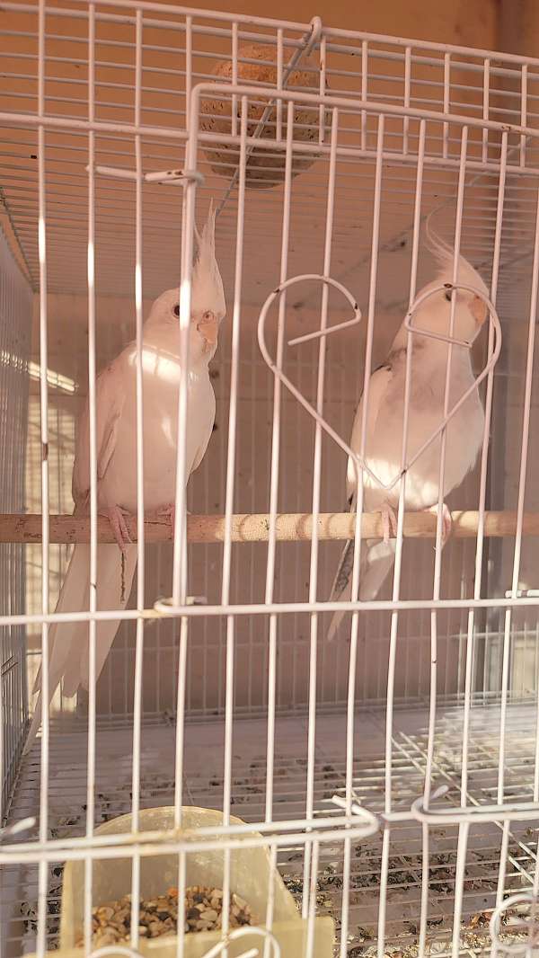 cockatiel-for-sale