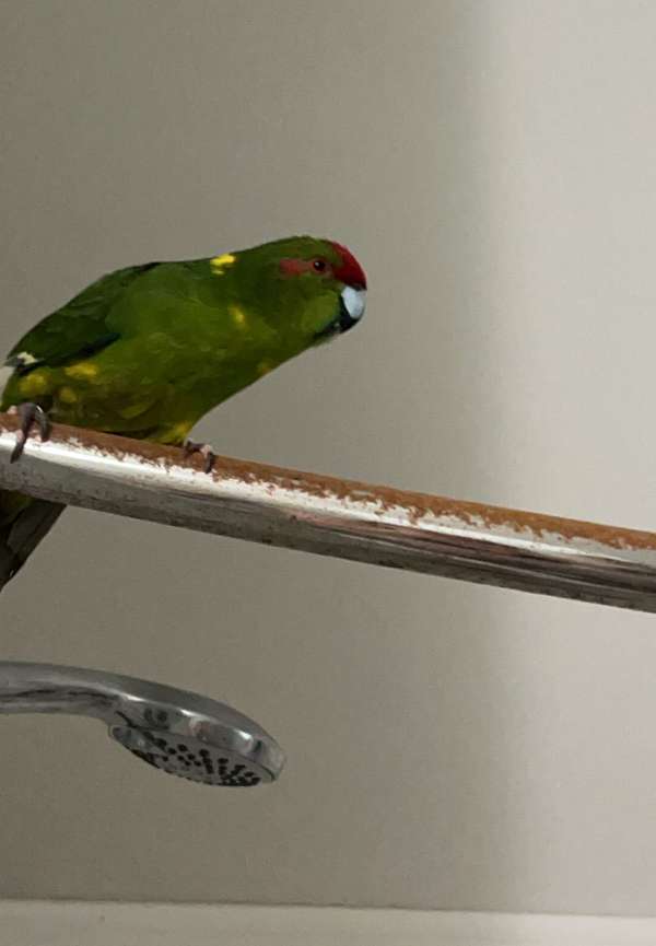 aggressive-bird-for-sale-in-mobile-al