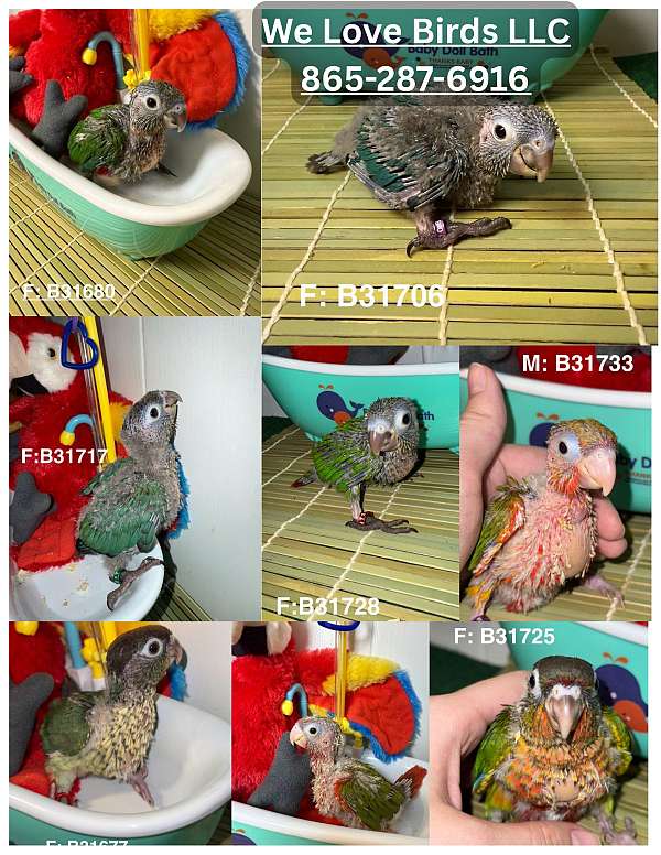 conure-for-sale