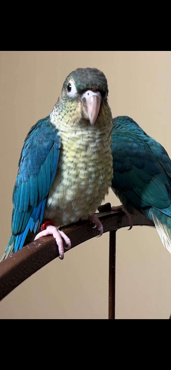 green-bird-for-sale-in-longmont-co