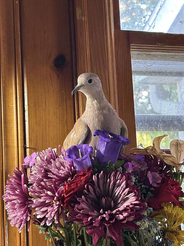 ringneck-dove-for-sale