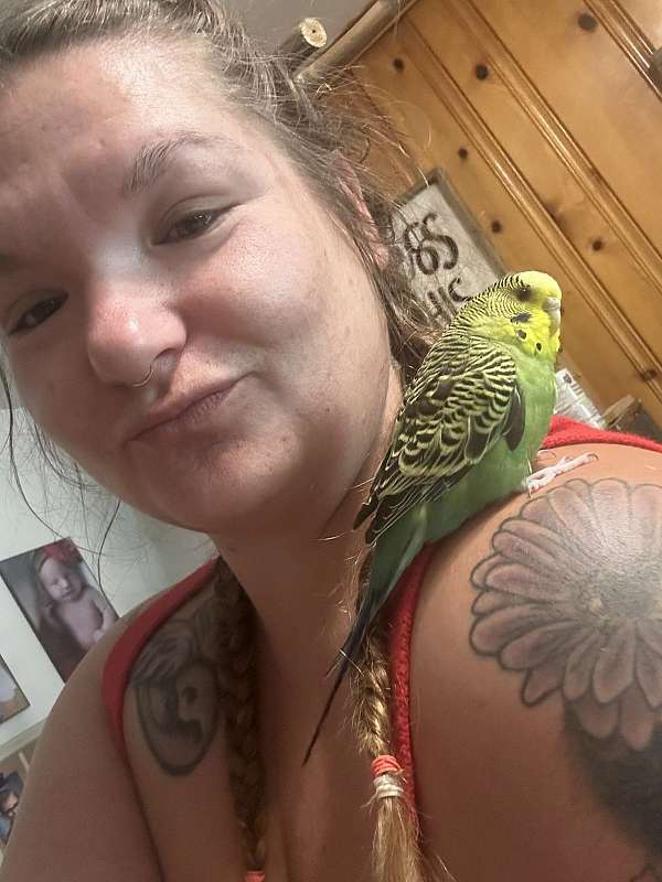 budgerigar-parakeet-for-sale-in-cynthiana-ky