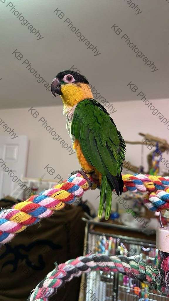 caique-for-sale-in-clay-wv