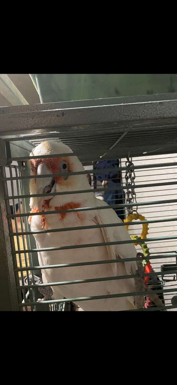 cockatoo-for-sale-in-shawnee-ok